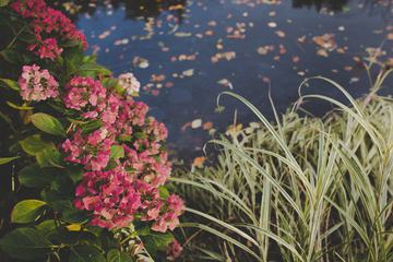 Blooming Hydrangea Bush on the Banks of the Pond