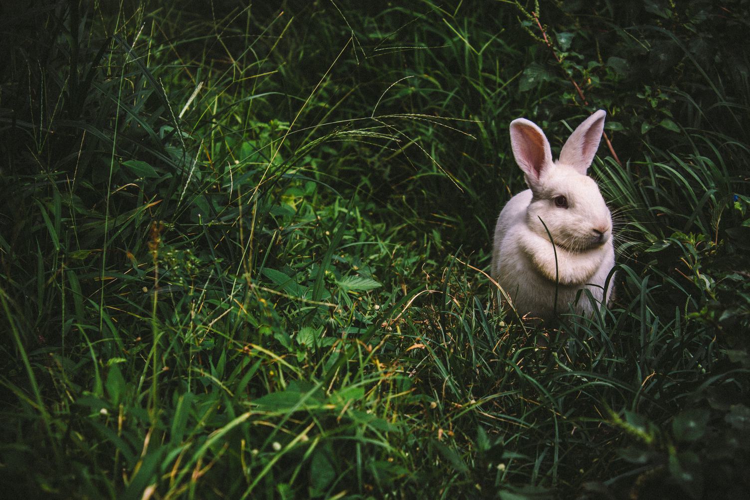 Cute, Small White Rabbit Sitting in the Grass