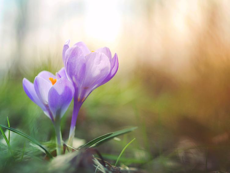 Beautiful Spring Purple Crocuses on the Blurred Background