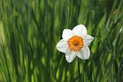 White and Yellow Daffodil Flower Outdoors in Spring Close-Up