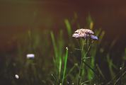 Yarrow Flower on a Green Blurred Background