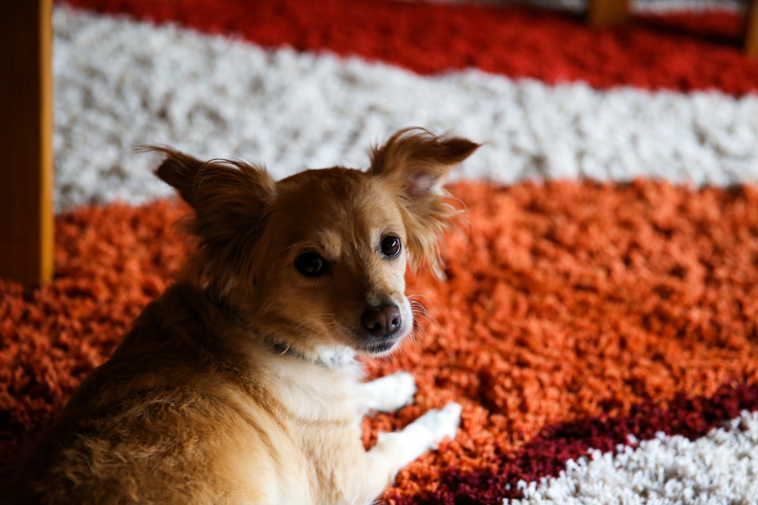 Free Photo Small Dog on the Carpet