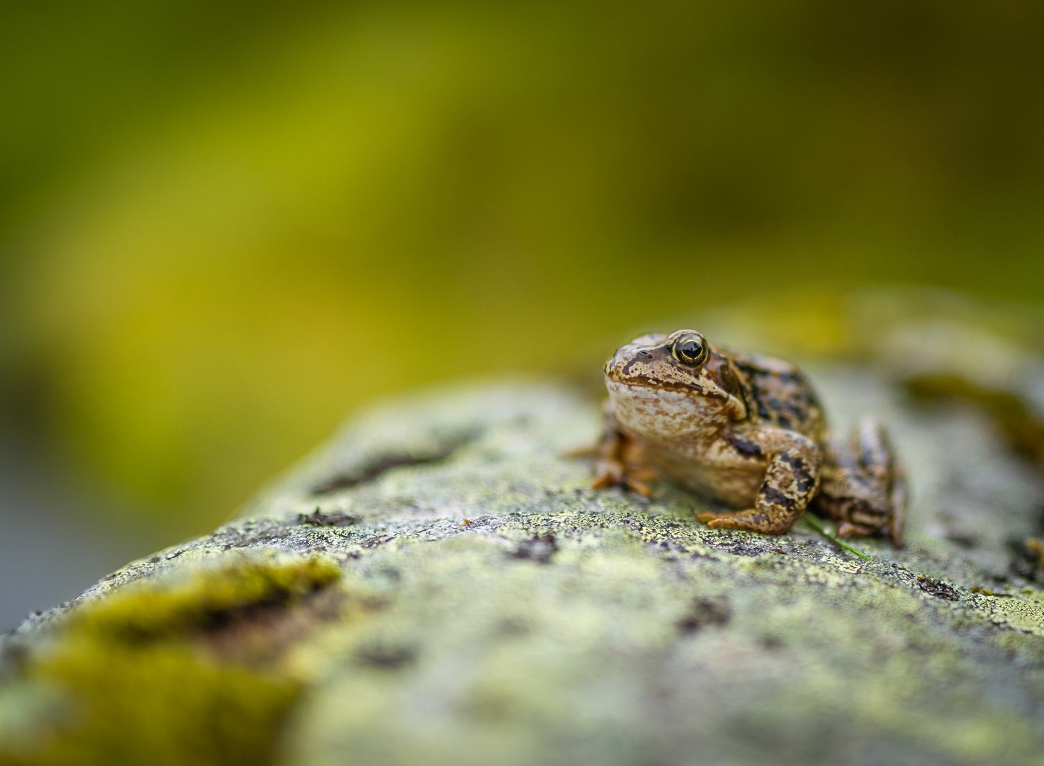 Frog Sitting on a Rock