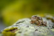 Frog Sitting on a Rock