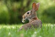 Little Rabbit on Green Grass