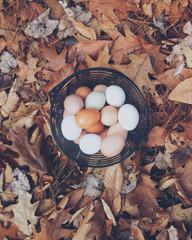 Autumn Composition of Eggs in a Basket on Acorn Leaves