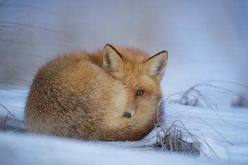 Cute Red Fox in the Snow