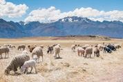 Herd of Sheep Grazing in the Mountains