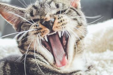 Young Kitten Roaring or Yawning