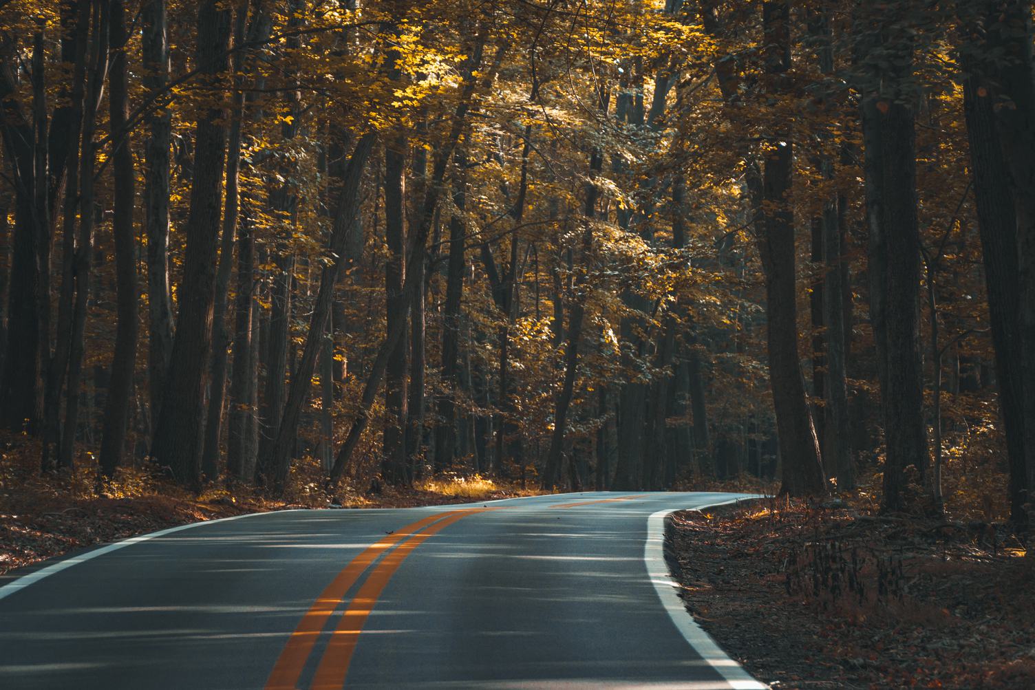 Road Curves Through Autumn Forest