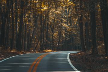 Road Curves Through Autumn Forest