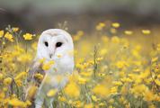 Beautiful Nature Scene with Barn Owl and Yellow Flowers