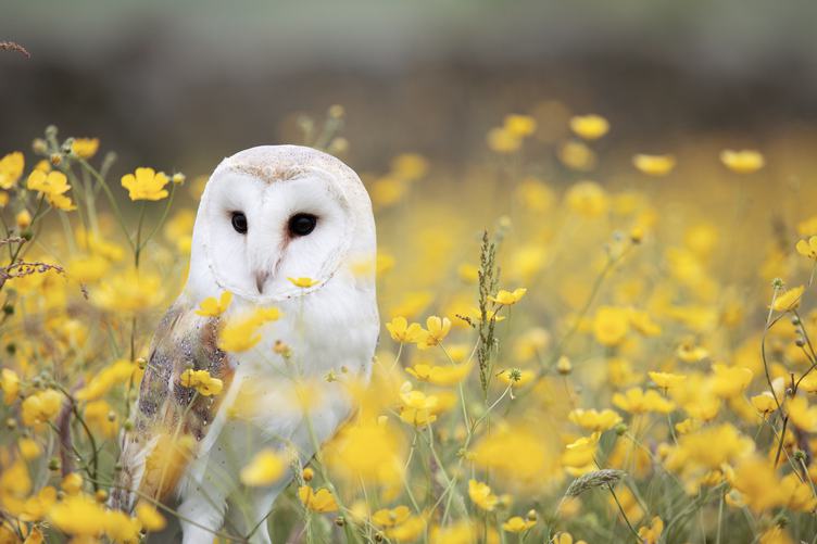 Beautiful Nature Scene with Barn Owl and Yellow Flowers