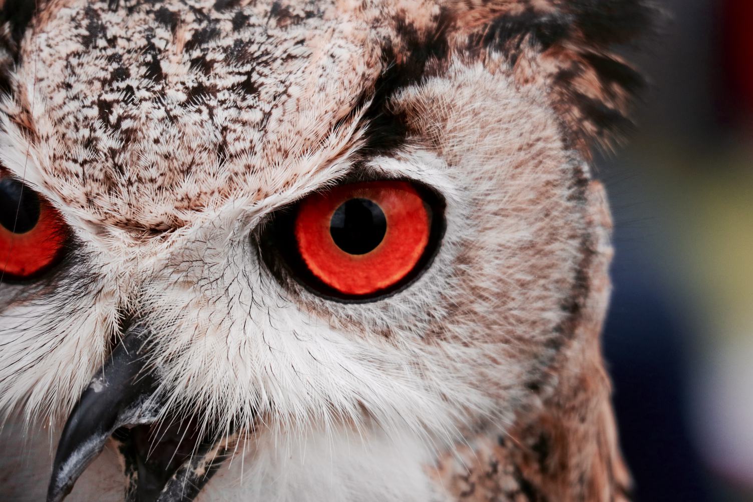 Great Horned Owl Staring with Red Eyes