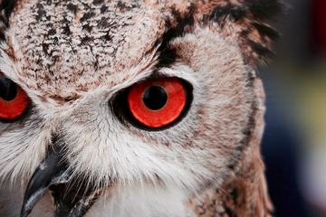 Great Horned Owl Staring with Red Eyes