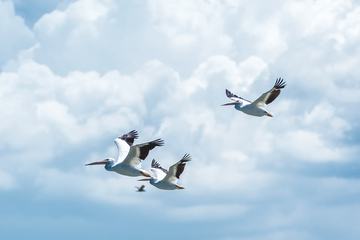 Great White Pelicans Fly