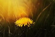 Yellow Flower with the Sunbeam