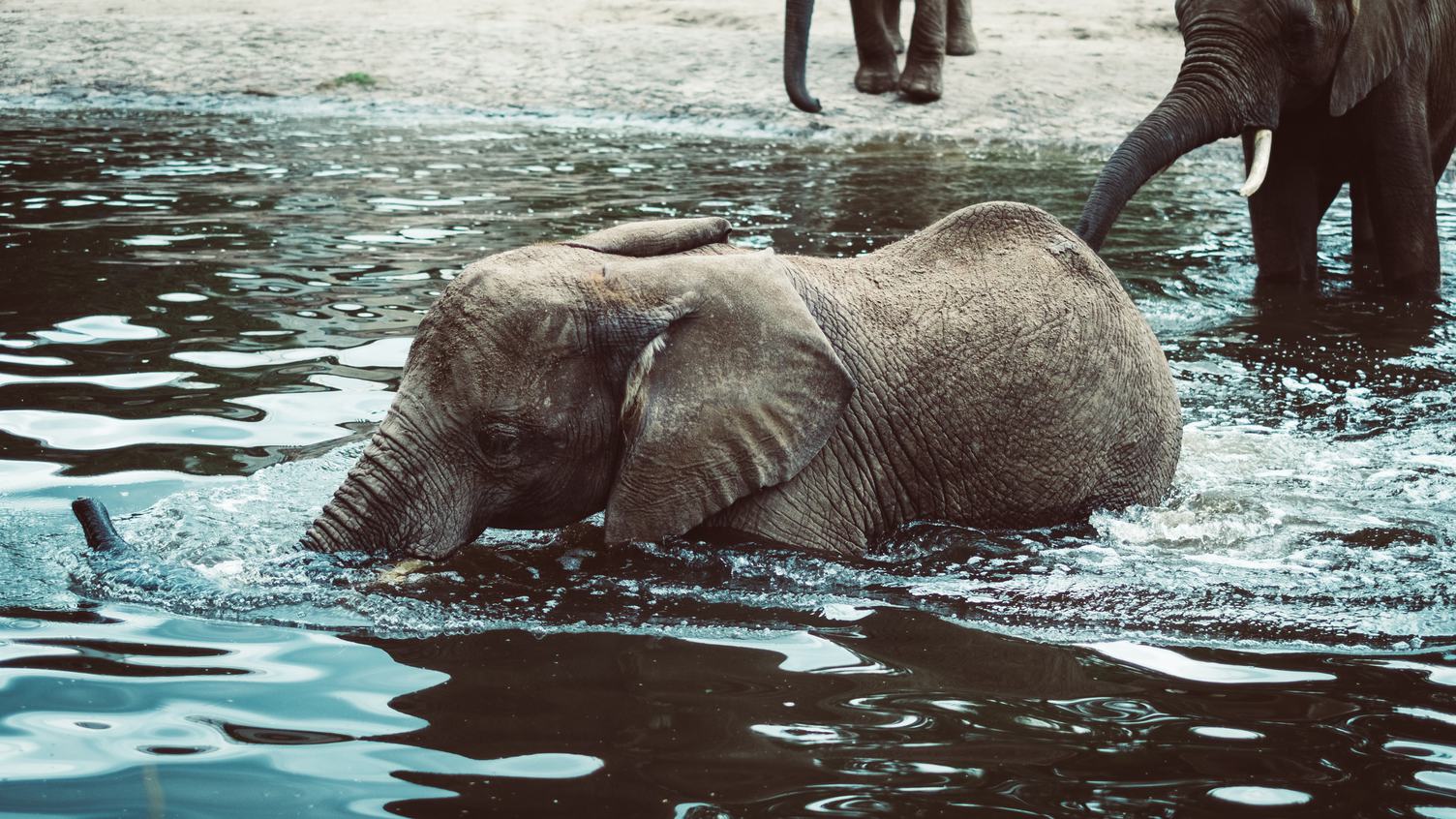 Free Photo: Small Elephant Bathing at the River