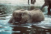 Small Elephant Bathing at the River