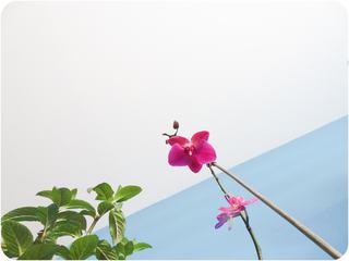 Blooming Orchid and Mint Leaves