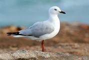 Close-Up of a White Seagull