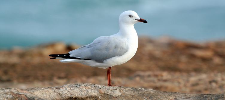 Close-Up of a White Seagull
