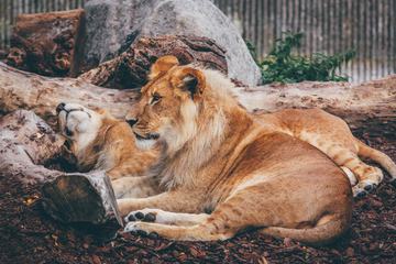 Lions Resting in the Zoo