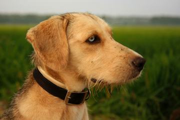 Golden Retriever Dog on the Field