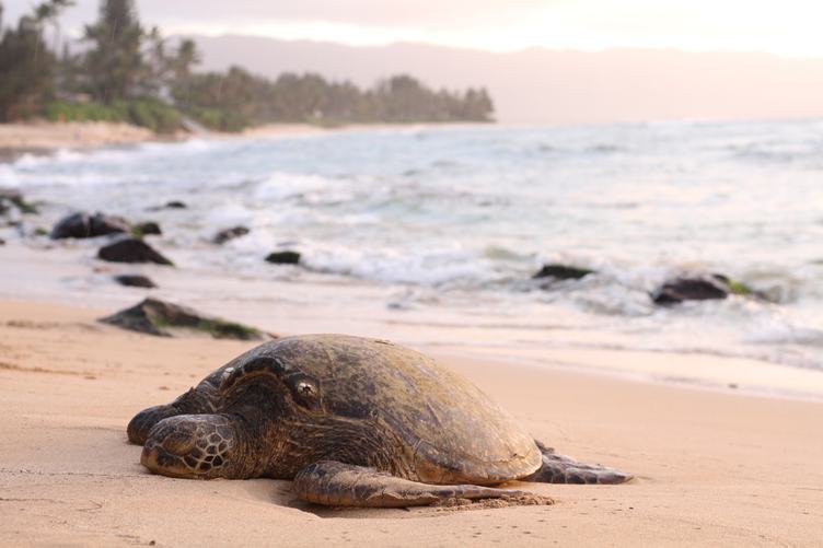 A Sea Turtle Rests on the Beach