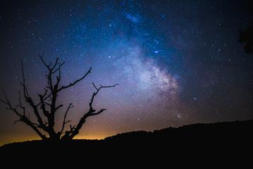 Sky at Night with Stars and Silhouette of a Tree