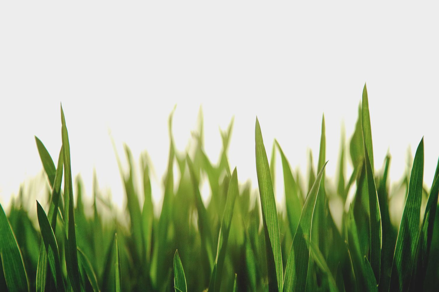 Fresh Spring Green Grass on White Background