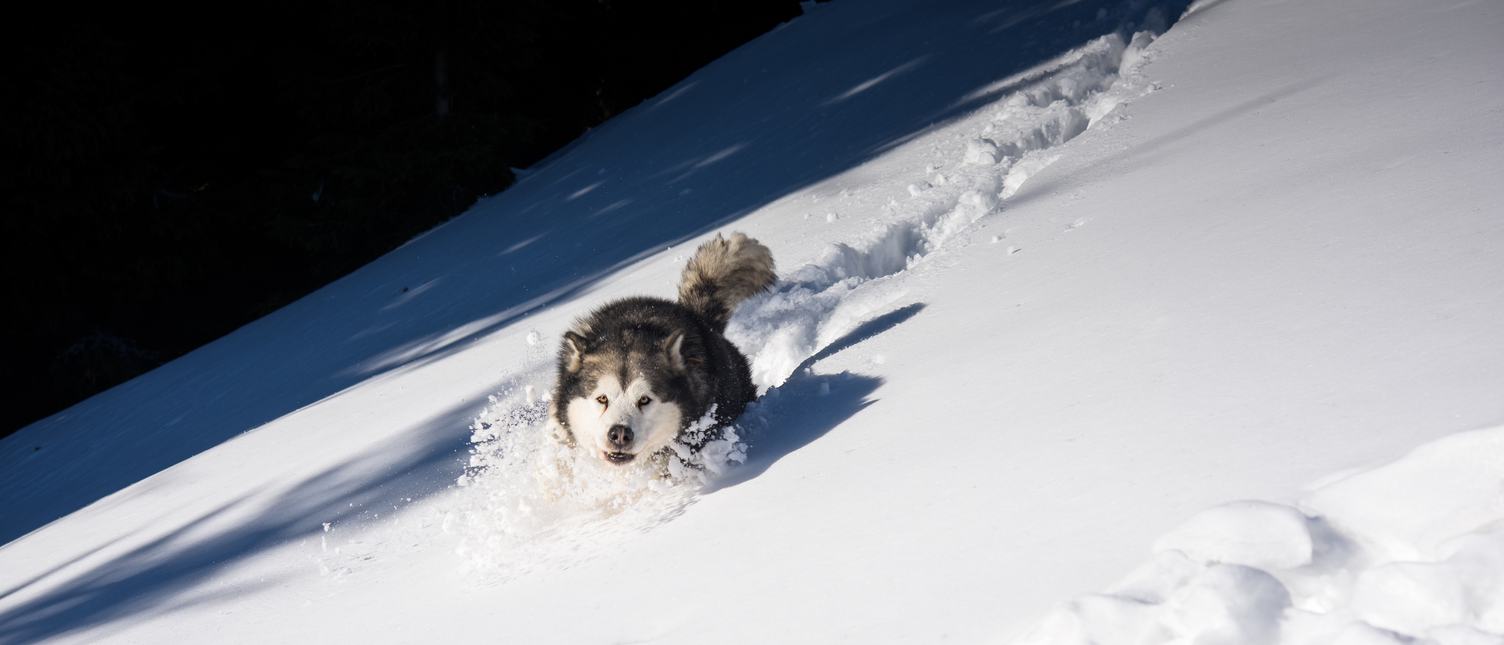 Running Siberian Husky Dog on the Snow