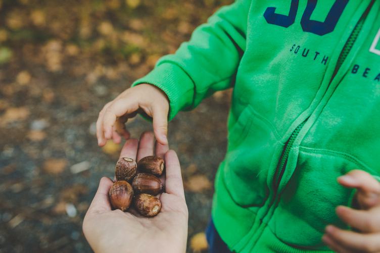 Little Boy in Autumn Park Taking a Handful of Acorns
