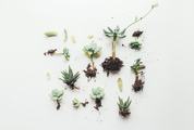 Green Leaves and roots of Succulent on White Background, Top View