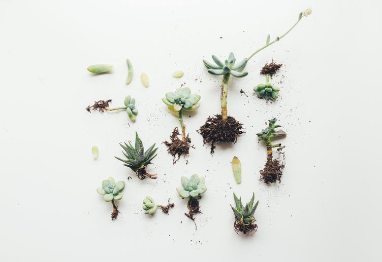 Green Leaves and roots of Succulent on White Background, Top View