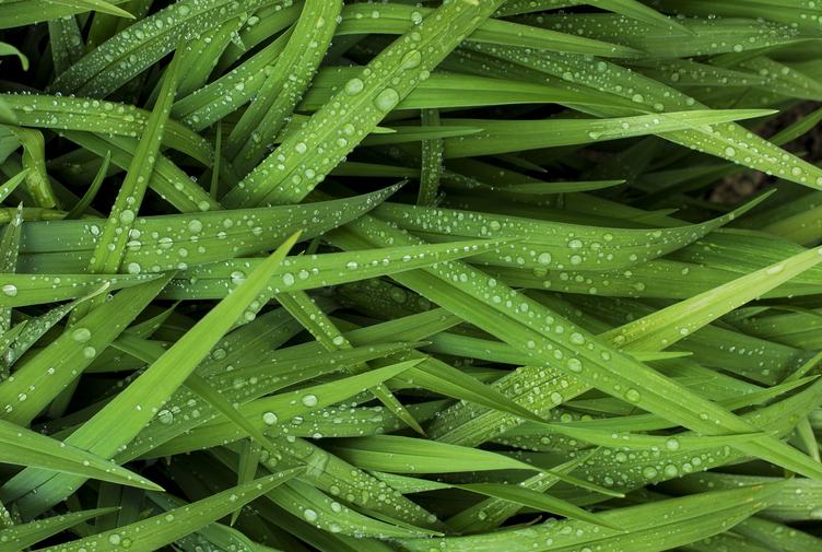 Grass with Water Drops
