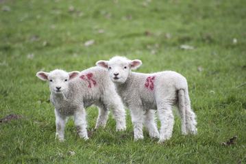 Two Baby Lambs on Pasture