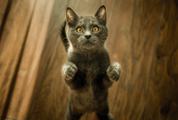 Gray Cat with Yellow Eyes Standing on Two Paws