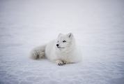 Arctic Fox Lying on Snow