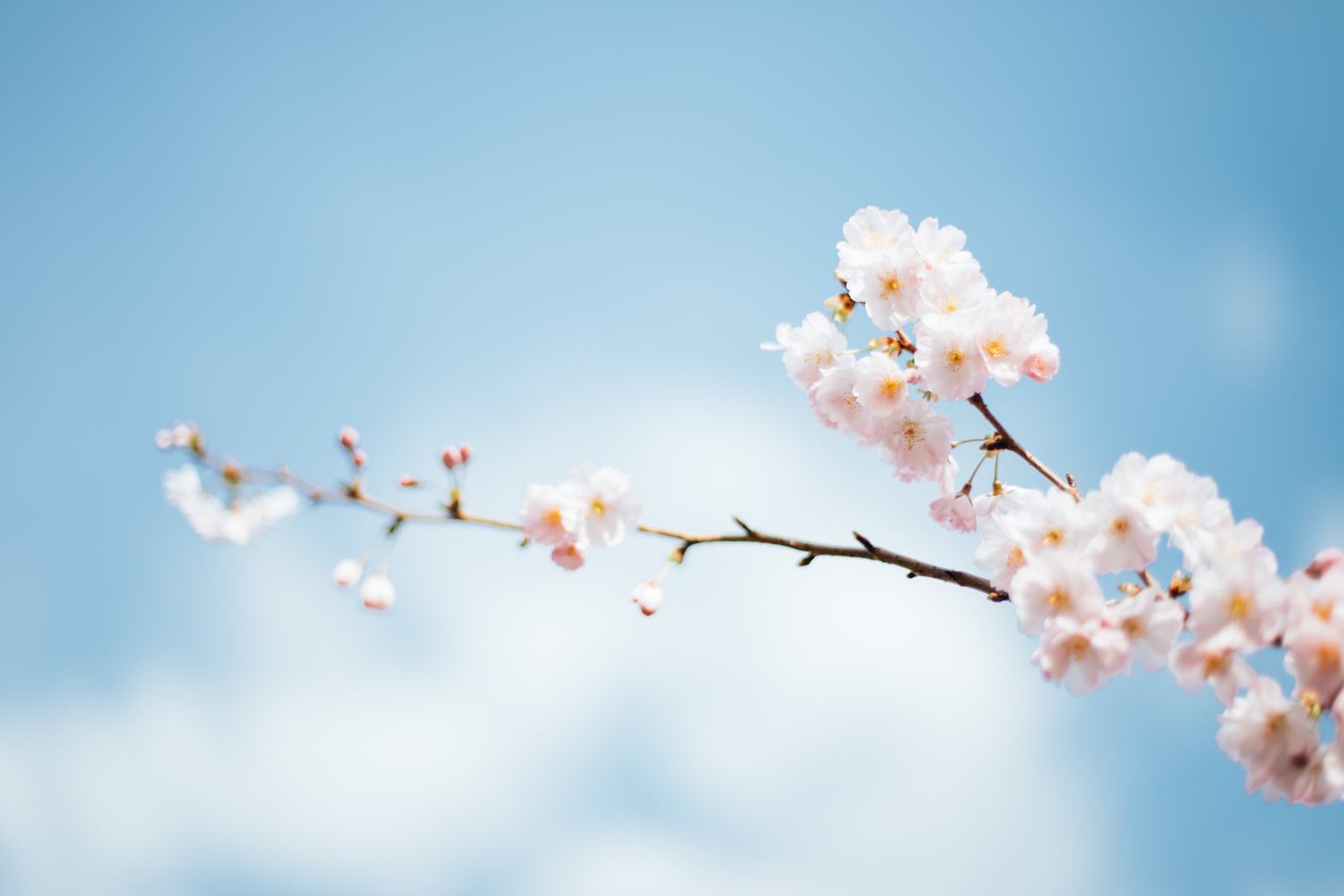 Blooming Cherry Tree on Blue Sky