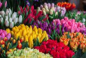 Bunches of Tulips for Sale