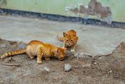 Two Funny Small Red Kittens Outdoors