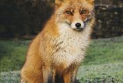 Red Fox Sitting on a Grass