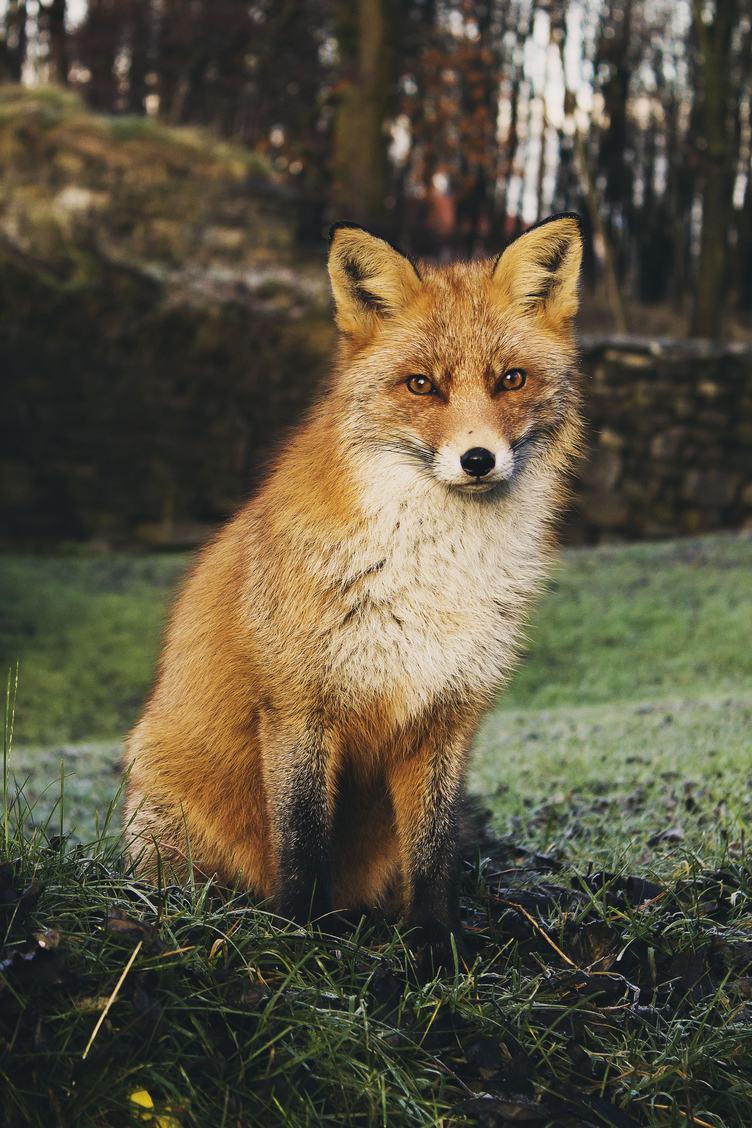 Red Fox Sitting on a Grass