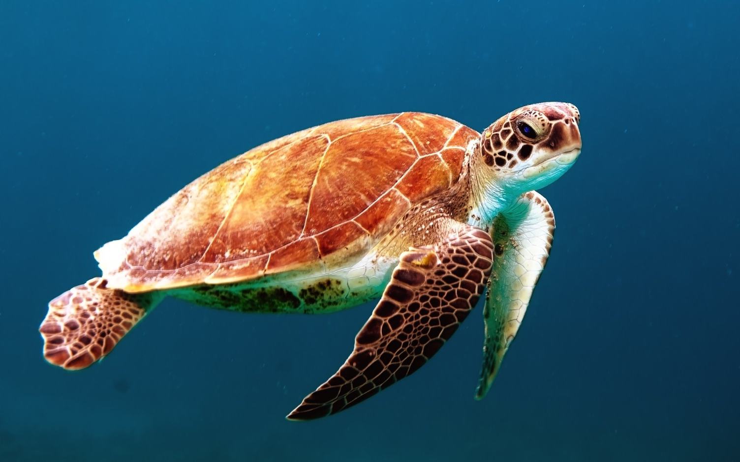 Turtle Swimming Underwater