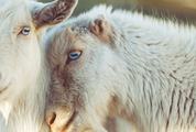 Closeup Portrait of a Head Goat