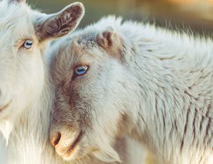 Closeup Portrait of a Head Goat