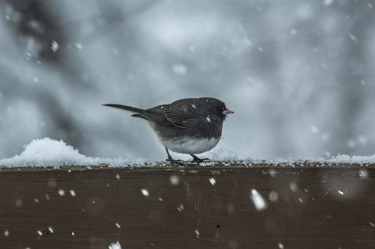 Small Bird with White Belly on a Wooden Railing, Snowy Day