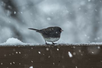 Small Bird with White Belly on a Wooden Railing, Snowy Day