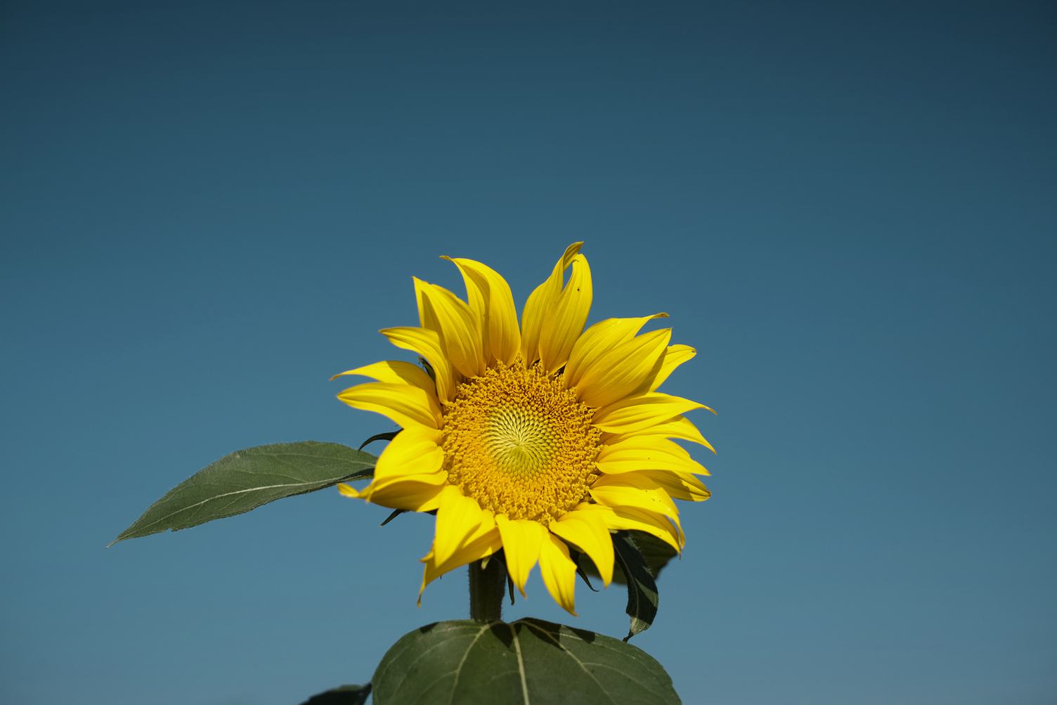 Single Sunflower against Blue Sky